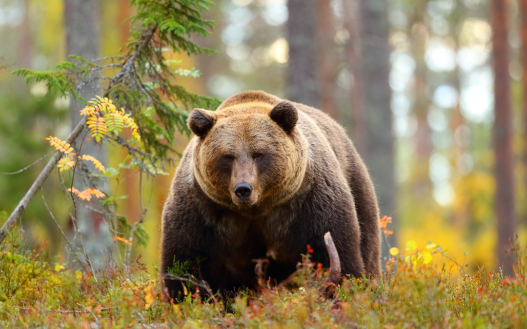 Be Bear Smart: Essential Tips for Safe Hiking and Camping